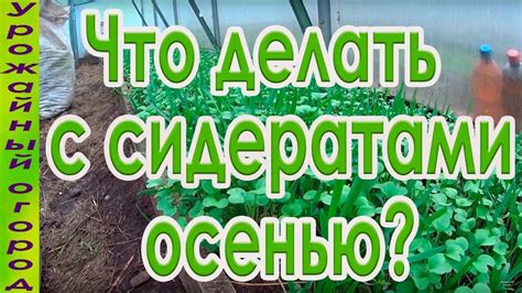 Как выбрать подходящий сидерат для садового участка?