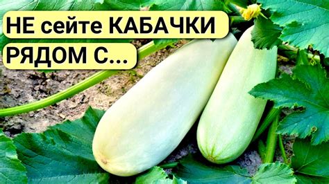 Как выбрать правильные кабачки для бланширования?