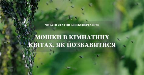 Как избавиться от белых мошек на землянике?