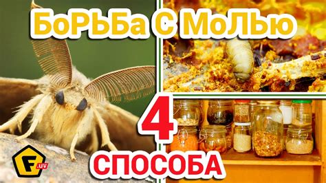 Как избавиться от моли в кукурузе