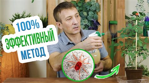 Как избавиться от паутинного клеща?