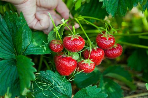 Как избавиться от усиков на клубнике: эффективные методы борьбы