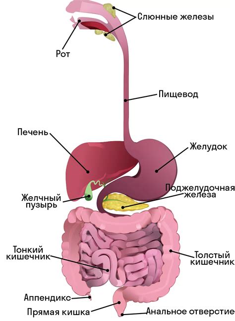 Как изменится пищеварительная система после употребления огурца с сахаром