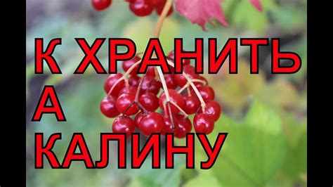 Как использовать калину в кулинарии?