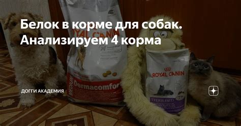 Как использовать спелту в корме для собак