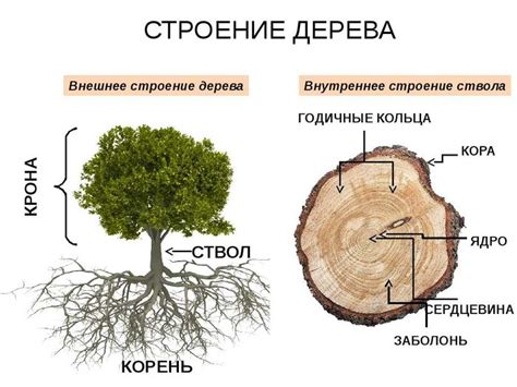 Как называется структура внутри бобровой горы