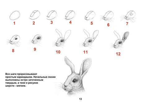 Как нарисовать зайца маленького легко: пошаговая инструкция и советы