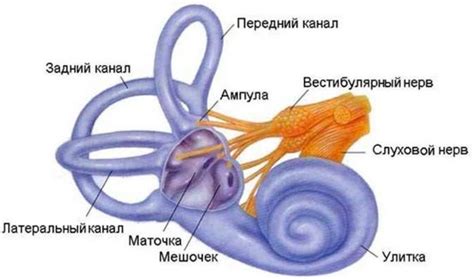 Как нарушение равновесия влияет на вестибулярный аппарат