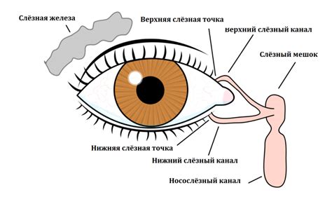 Как наши глаза формируют визуальную перспективу