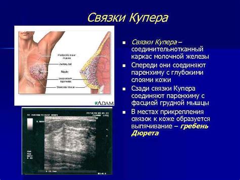 Как образуются уплотненные связки Купера и как они функционируют?