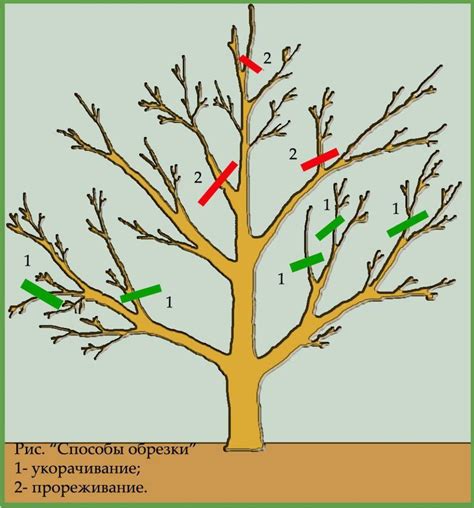 Как обрезать плодовые яблони для формирования красивой кроны?