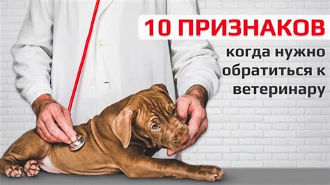 Как определить, когда обязательно нужно обратиться к ветеринару