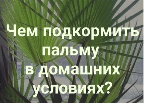 Как определить, что ваша пальма стала вянуть