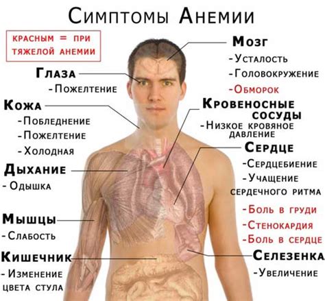 Как определить анемию у женщин после 40 лет: основные симптомы и диагностика