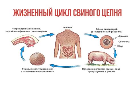 Как определить глистов у терьера