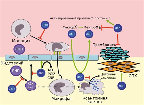 Как повысить уровень липопротеинов высокой плотности