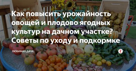 Как повысить урожайность при помощи озимых культур: советы и рекомендации