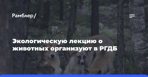 Как повысить экологическую осведомленность о животных в обществе