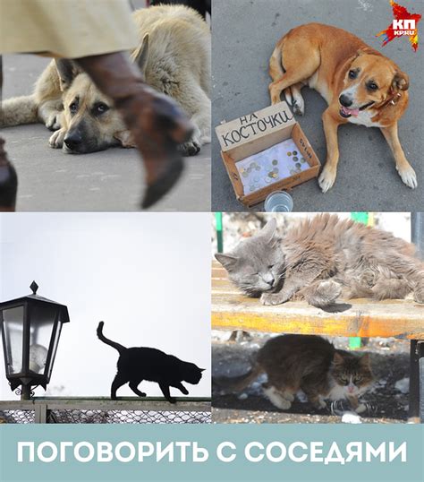 Как помочь брошенной кошке на улице?