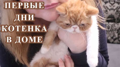 Как помочь котенку стать на лапу