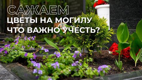 Как правильно посадить деревья на могиле