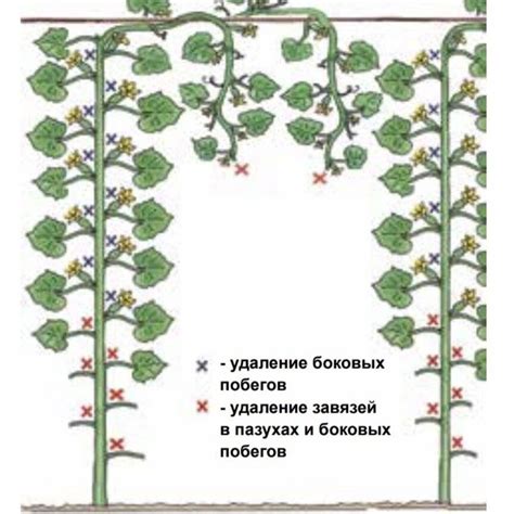 Как правильно удалять побеги у огурцов?