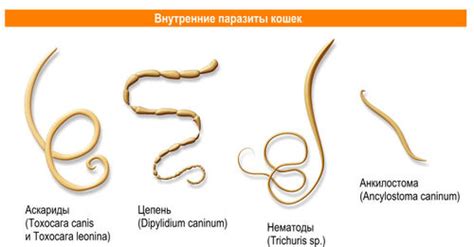 Как предотвратить заражение кошки глистами