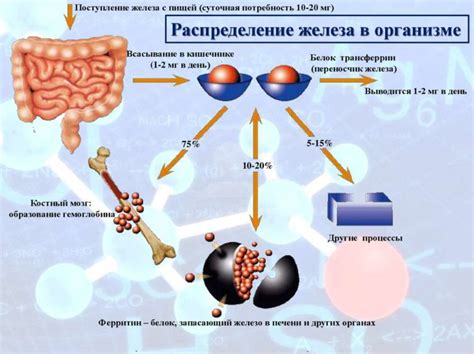 Как предотвратить избыток аминокислот и поддерживать их баланс