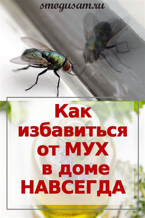 Как предотвратить попадание мух в комнату ночью: полезные советы