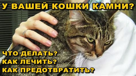 Как предотвратить прокол вены у кошки