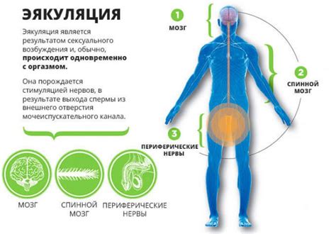 Как преждевременная эякуляция влияет на отношения