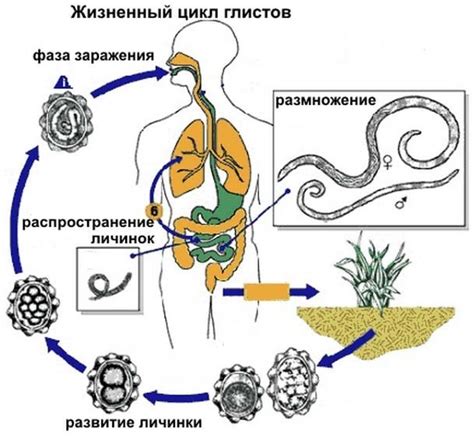 Как проводится лечение глистов у двухлетнего ребенка?