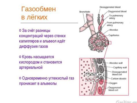 Как происходит газообмен в альвеолах