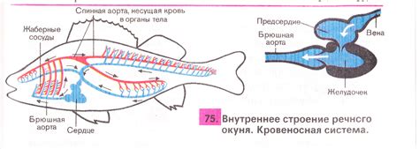 Как работает система кроветворения?