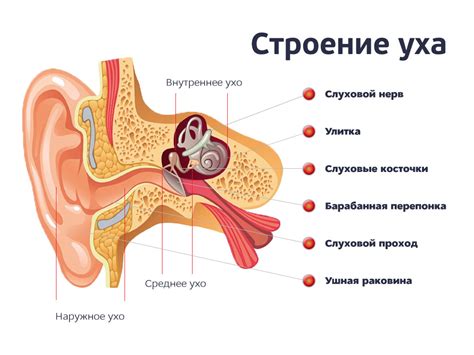 Как работает ухо человека