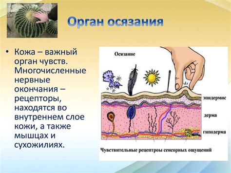 Как работает чувство обоняния