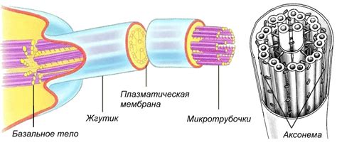 Как работают реснички и жгутики