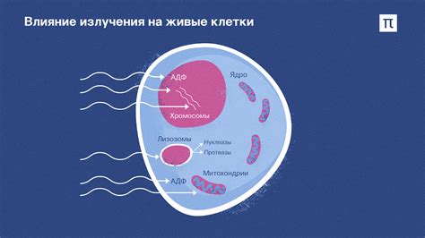 Как радиация влияет на клетки нашего организма