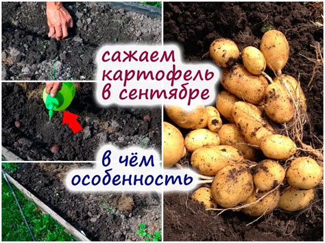 Как самостоятельно вырастить качественную картошку в саду