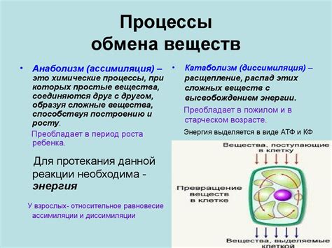 Как связан обмен веществ с весом и энергией: