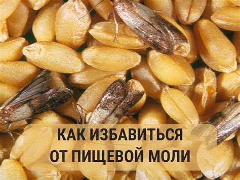 Как сохранить продукты от моли?