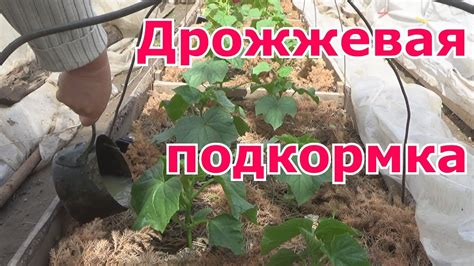 Как улучшить грунт для подкормки огурцов