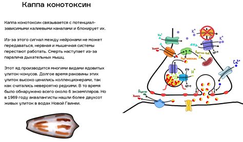 Как усилить нервный компонент