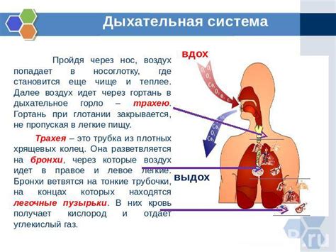 Как устроено дыхательное оборудование человека