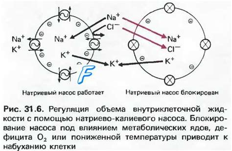 Калий и электролитный баланс