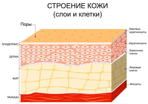 Качество кожи