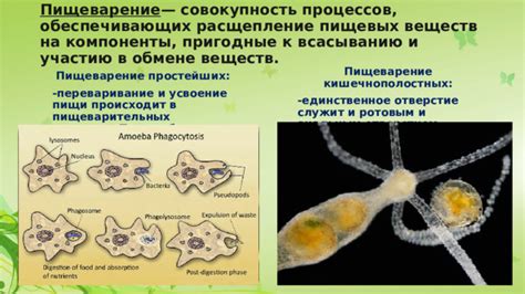 Кислотообразующие бактерии: благоприятное влияние на пищеварение