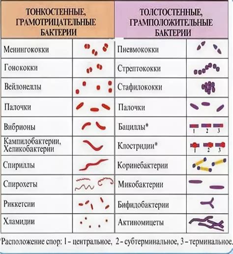 Классификация бактерий: виды и семейства