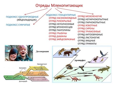 Классификация млекопитающих: плацинтарные, марсупиалы, яйцекладущие