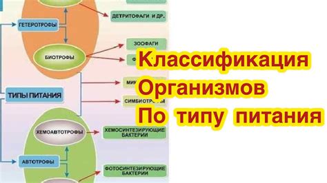 Классификация организмов по типу питания